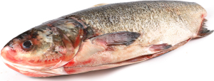 Толстолоб потрошеный чищеный охлажденный 3- ПР