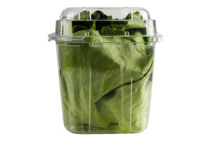 Салат Пучок-Свіжачок Масляний зелений