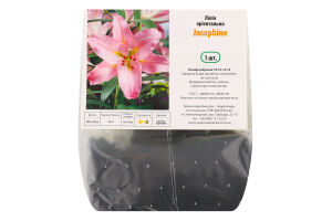 Цибулина Лілія Жозефіна орієнтальна Яскрава