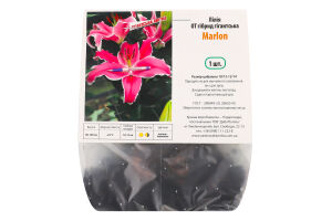 Цибулина Лілія ОТ Мерлон гібрид Яскрава