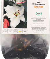 Цибулина Лілія OT Апплетон гігантська гібрид Яскрава