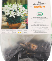 Цибулина Лілія Нью Вейв орієнтальна низька Яскрава