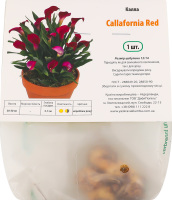 Цибулина Калла Каллафорнія Ред Яскрава