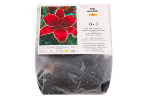 Цибулина Лілія Кобра орієнтальна Яскрава