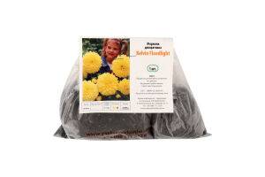 Бульба Жоржина Кельвін Флудлайт декоративна Яскрава