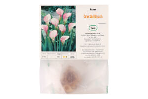 Цибулина Калла Крістал Блаш Яскрава