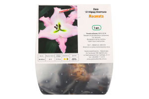 Цибулина Лілія ОТ Макерата гігантська гібрид Яскрава