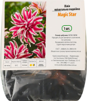 Цибулина Лілія Меджік Стар орієнтальна подвійна Яскрава