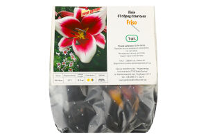 Цибулина Лілія ЛО Фрісо трубчаста Яскрава