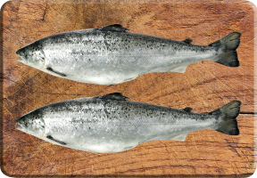 Семга (лосось) 0,5-2кг охлажденный  