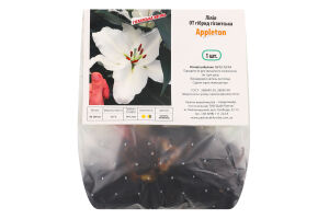 Цибулина Лілія OT Апплетон гігантська гібрид Яскрава