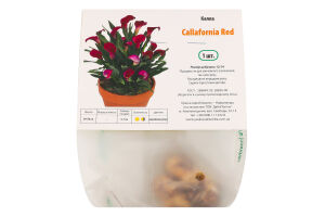 Цибулина Калла Каллафорнія Ред Яскрава