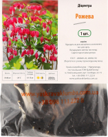 Кореневище Діцентра Розбите серце рожева Яскрава