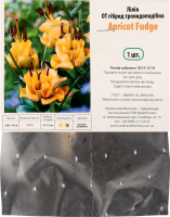 Цибулина Лілія OT Апрікот Фьюдж трояндоподібна гібрид Яскрава