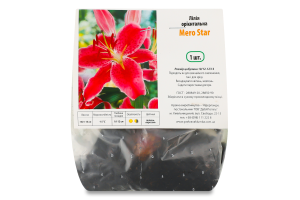 Цибулина Лілія Меро Старт орієнтальна Яскрава