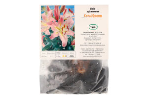 Цибулина Лілія Корал Квін орієнтальна Яскрава