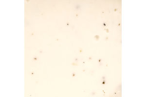 Сир Henri Willig з трюфелем 50% коз/мол