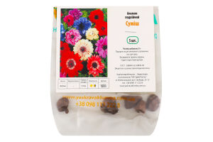 Бульба Анемон подвійний суміш 5шт Яскрава