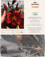 Цибулина Лілія Скорпіо орієнтальна Яскрава