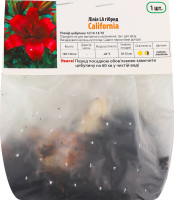 АКЦІЯ Цибулина Лілія ЛА Каліфорнія гібрид Яскрава