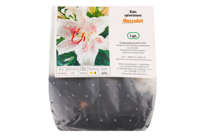 Цибулина Лілія Мускад орієнтальна Яскрава