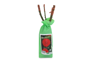 Саженец Dekoplant Роза Дачка чайно-гибридная