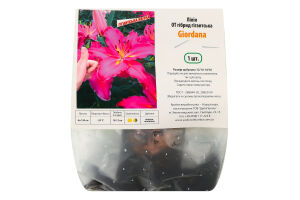 Цибулина Лілія OT Giordana гігантська гібрид Яскрава