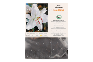 Цибулина Лілія Каса Бланка орієнтальна Яскрава