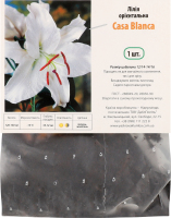 Цибулина Лілія Каса Бланка орієнтальна Яскрава