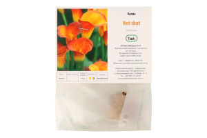 Цибулина Калла Хот шот Яскрава