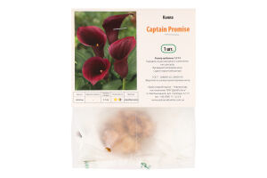 Цибулина Калла Кептен Проміс Яскрава