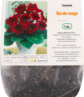 Бульба Глоксінія Рой де Руж Яскрава