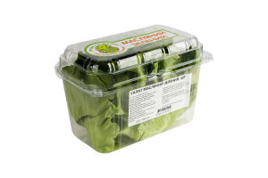 Салат Пучок-Свіжачок Масляний зелений