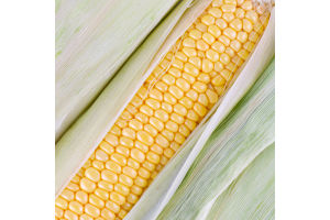 Кукурудза Ракель біколорна цукрова