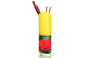 Саженцы Роза акция пакет