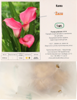 Цибулина Калла Зазу Яскрава