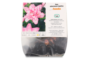 Цибулина Лілія Анушка орієнтальна подвійна Яскрава