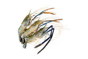 Креветки Сільпо гігантські панцир сирі глаз с/м6/8