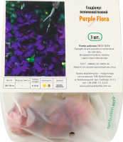 Цибулина Гладіолус Пьорпл Флора 3шт Яскрава