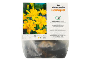 Цибулина Лілія Фата Моргана азіатська подвійна Яскрава