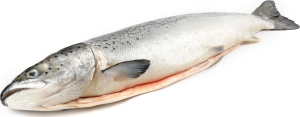 Семга потрошеная охлажденная 0,5-2 ПР