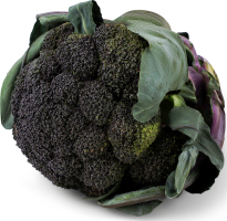 Капуста броколі Пьорпл Меджік