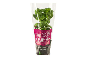 Базилік зелений Жива зелень Вершки та корінці м/у 1шт