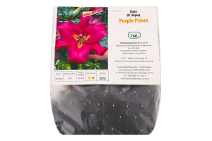 Цибулина Лілія OT Пьорпл Принс гігантська гібрид Яскрава