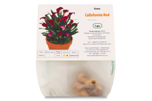 Цибулина Калла Каллафорнія Ред Яскрава