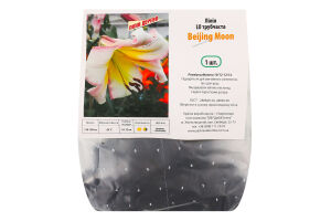 Цибулина Лілія ЛО Бейджінг Мун трубчаста Яскрава