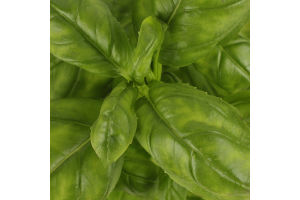 Базилик зеленый Живая зелень Вершки та корінці м/у 1шт