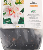 Цибулина Лілія Мускад орієнтальна Яскрава