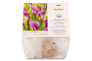 Цибулина Калла Аметист Яскрава