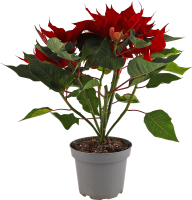 Пуансетія Picasso 13/30